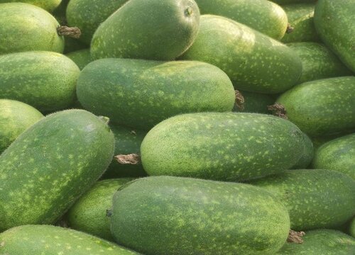 葫芦科蔬菜有哪些品种 属于葫芦科的蔬菜植物