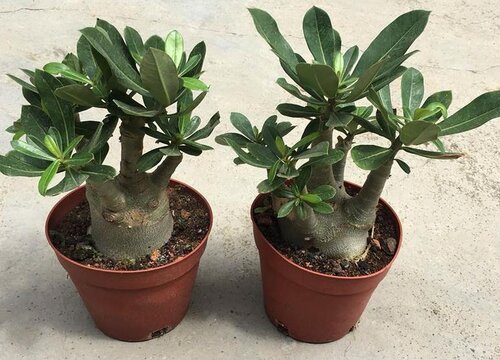 沙漠玫瑰如何施肥根茎粗壮