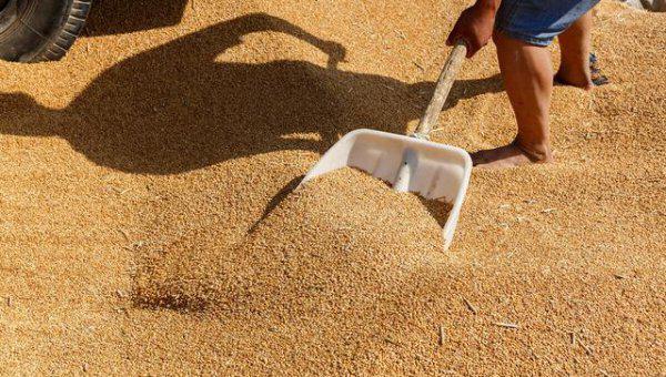 为什么小麦亩产少还比大米便宜