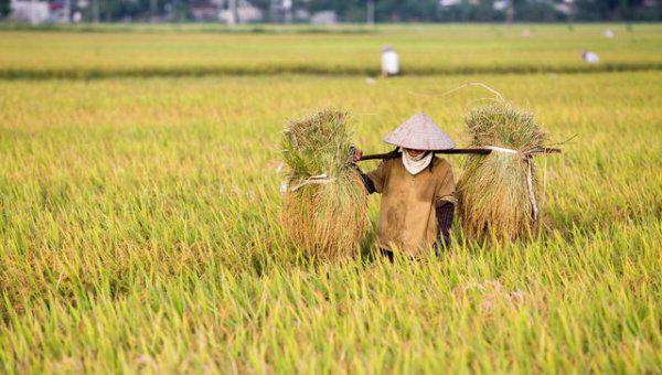 为什么小麦亩产少还比大米便宜