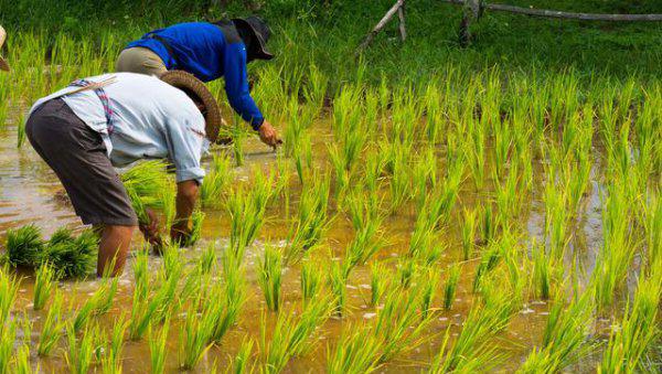 为什么小麦亩产少还比大米便宜