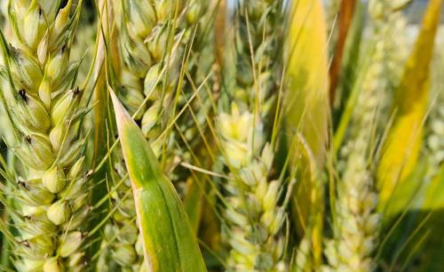 为什么小麦亩产少还比大米便宜