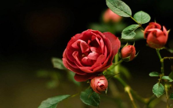 玫瑰可以在水里养多久