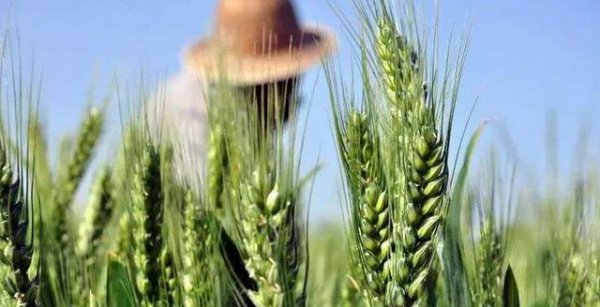 小麦防治倒伏的有效措施