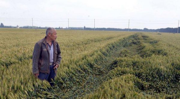 小麦防治倒伏的有效措施