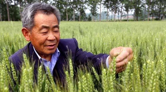 小麦防治倒伏的有效措施