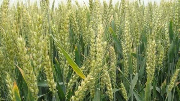小麦防治倒伏的有效措施