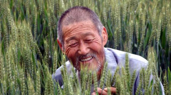 小麦防治倒伏的有效措施