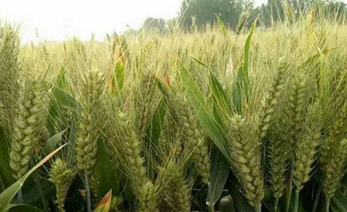 小麦防治倒伏的有效措施