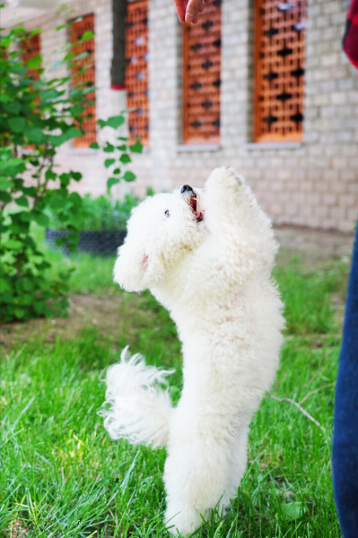 小体比熊体重对照表