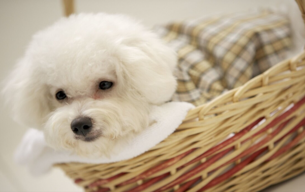 小体比熊体重对照表