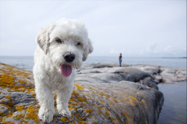 小体比熊体重对照表