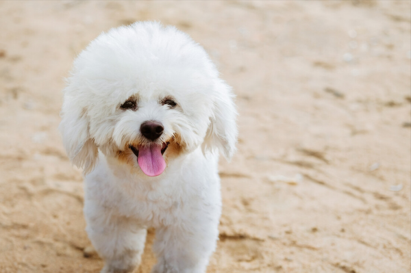 小体比熊体重对照表