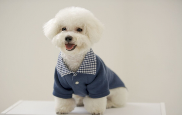 小体比熊体重对照表