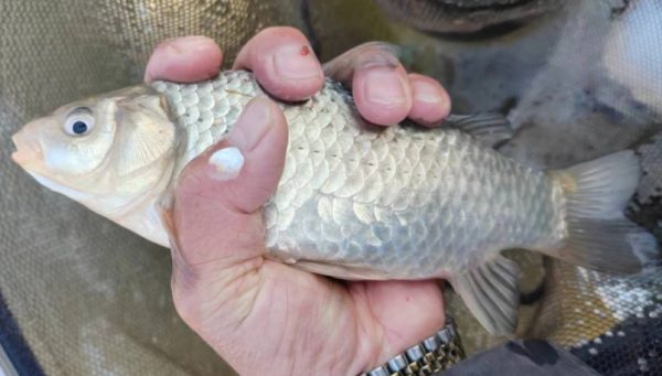 拉丝粉的作用和饵料的比例