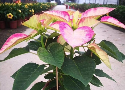 一品红叶子下垂怎么办