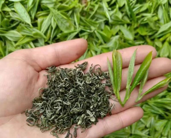 中国最贵茶叶排名