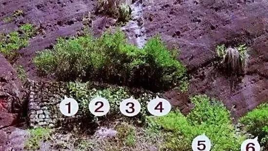 中国最贵茶叶排名