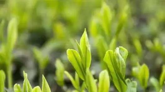 中国最贵茶叶排名