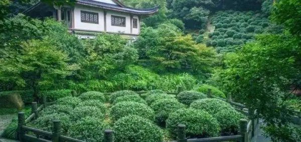 中国最贵茶叶排名