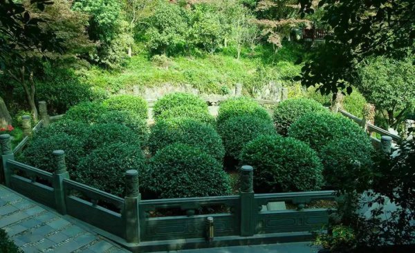 中国最贵茶叶排名