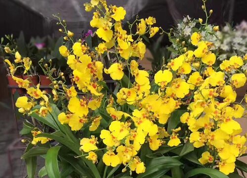 文心兰可以水培吗