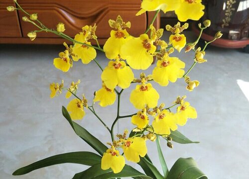 文心兰可以水培吗