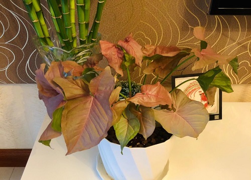 合果芋适合放办公室吗