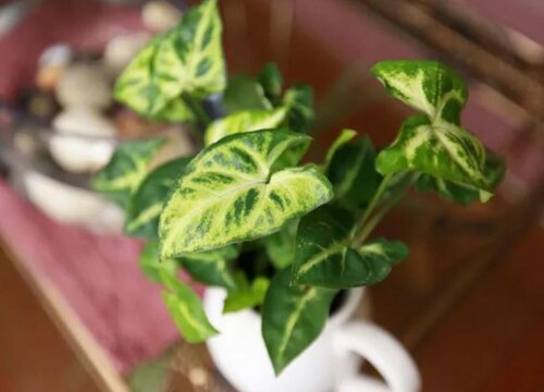 合果芋适合放办公室吗