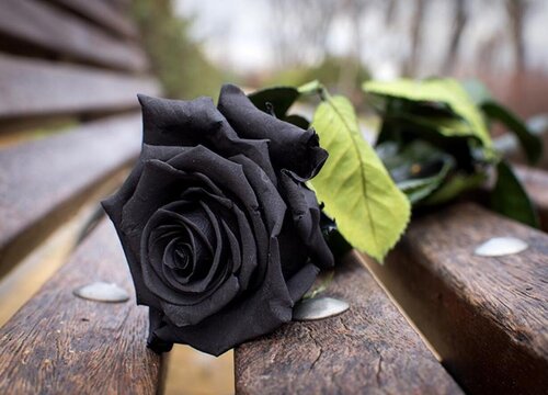 十大不吉利花排行榜