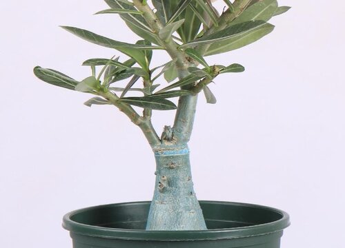 沙漠玫瑰如何养护花开爆盆