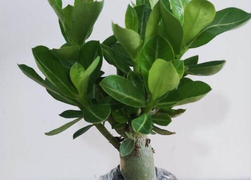 沙漠玫瑰如何养护花开爆盆