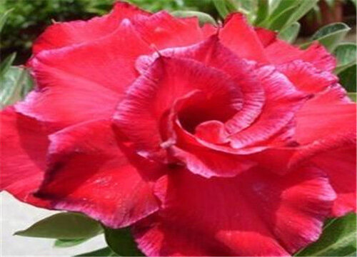 沙漠玫瑰如何养护花开爆盆