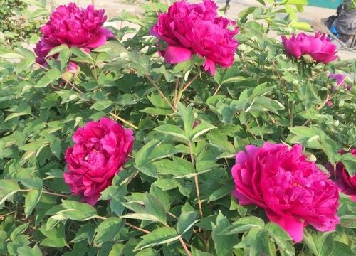 牡丹什么时候开花