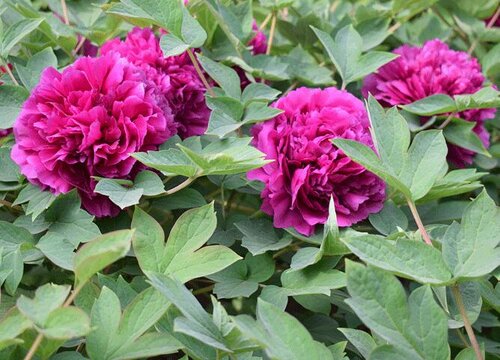 牡丹什么时候开花