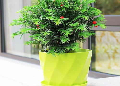 红豆杉一年能长多高