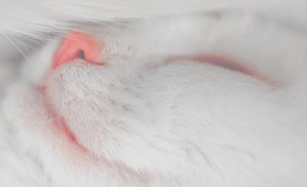 猫咪鼻子干是什么原因引起的