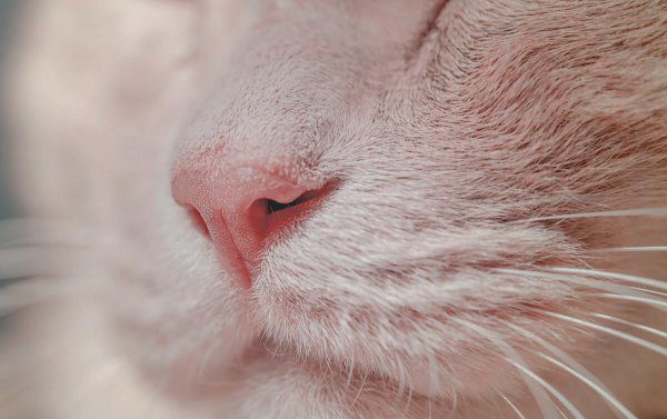 猫咪鼻子干是什么原因引起的