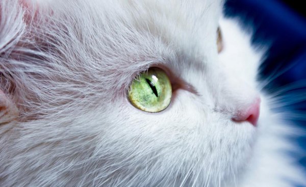 猫咪鼻子干是什么原因引起的