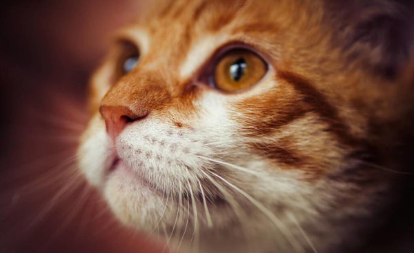 猫咪鼻子干是什么原因引起的