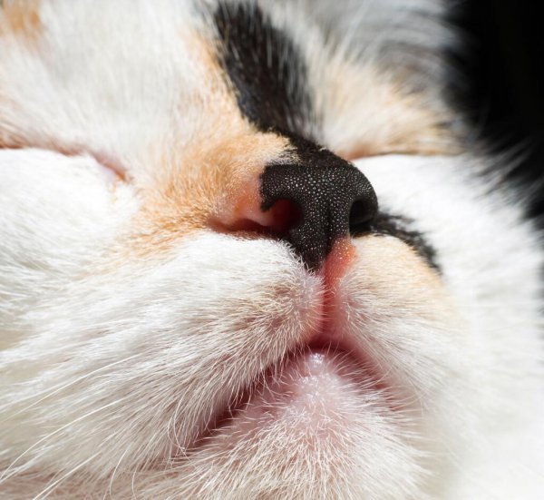 猫咪鼻子干是什么原因引起的