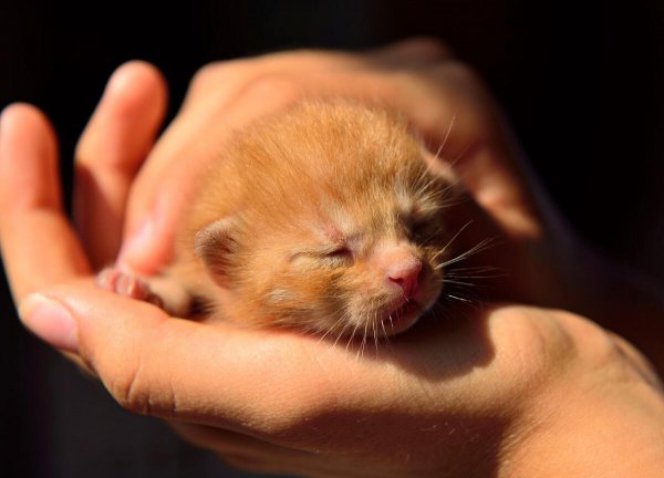 猫咪鼻子干是什么原因引起的