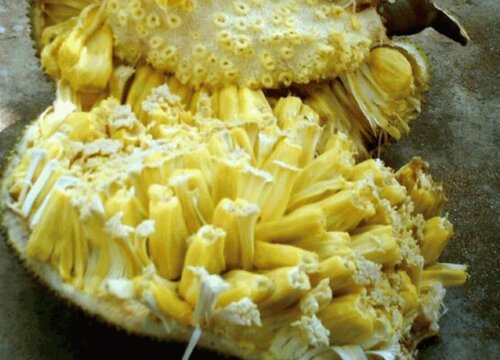 菠萝蜜肉可以冷冻保存吗