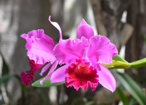 春天养花的正确方法和注意事项