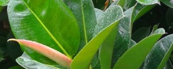 橡皮树什么季节换盆好