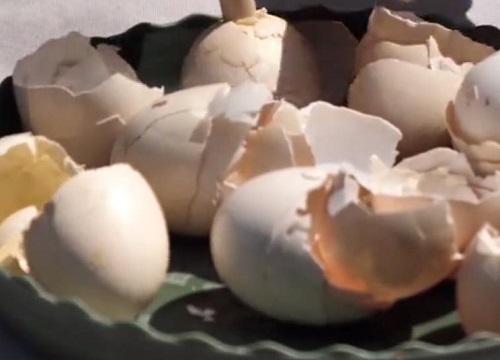 种兰花能放鸡蛋壳吗