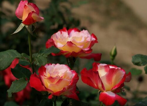 红双喜月季优缺点