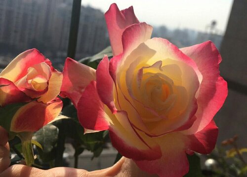 红双喜月季优缺点