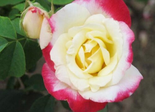 红双喜月季优缺点