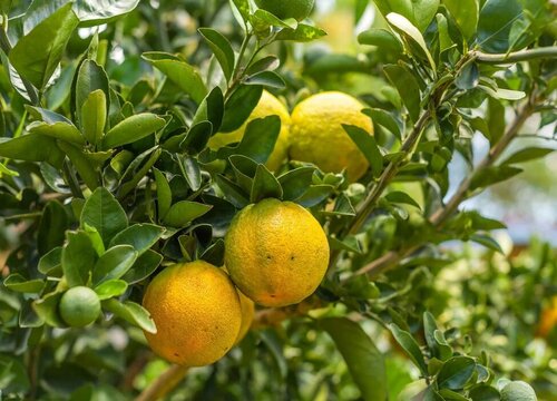 橘子长在树上还是地上